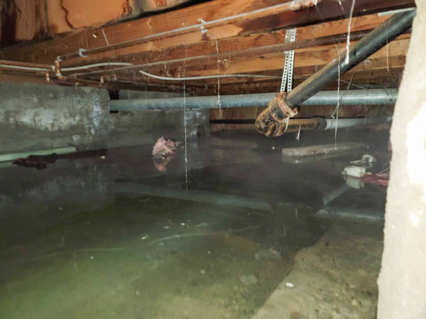 Best Local water damage restoration  in Ligh, NE